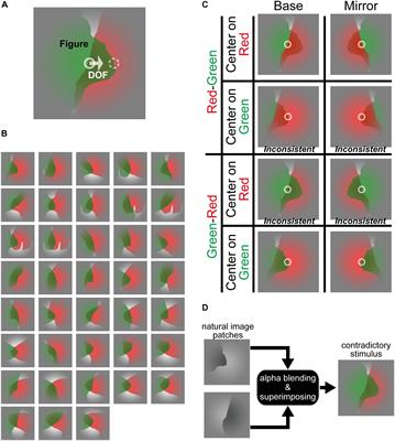 Interactions Elicited by the Contradiction Between Figure Direction Discrimination and Figure-Ground Segregation